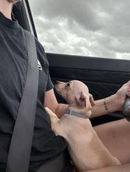 Found/Stray Male Dog last seen Stuck in tree, Fort Worth, TX 76134