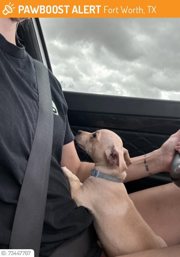 Found/Stray Male Dog last seen Stuck in tree, Fort Worth, TX 76134
