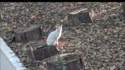 Found/Stray Unknown Cat last seen Long Creek Village Winston Salem, Winston-Salem, NC 27103