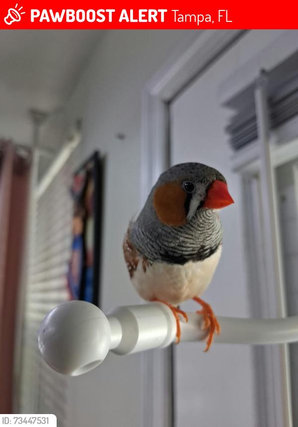 Lost Male Bird last seen Village View Dr y Village Terrace, Tampa, FL 33624