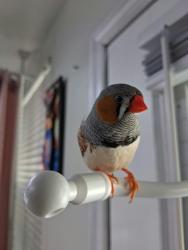 Lost Male Bird last seen Village View Dr y Village Terrace, Tampa, FL 33624