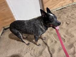 Found/Stray Female Dog last seen 150W and 500N, Lebanon, IN 46052