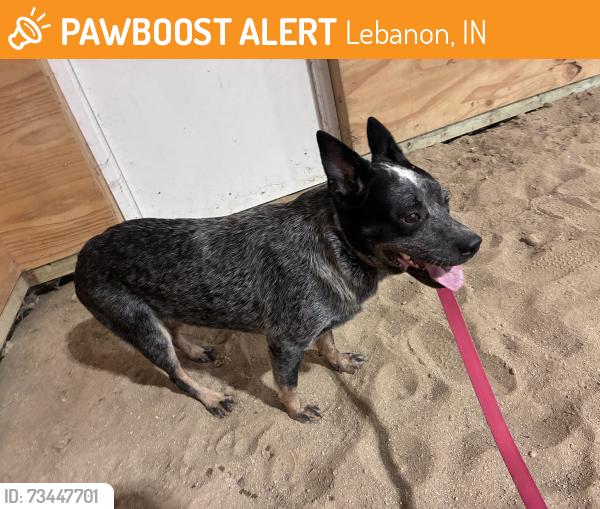 Found/Stray Female Dog last seen 150W and 500N, Lebanon, IN 46052