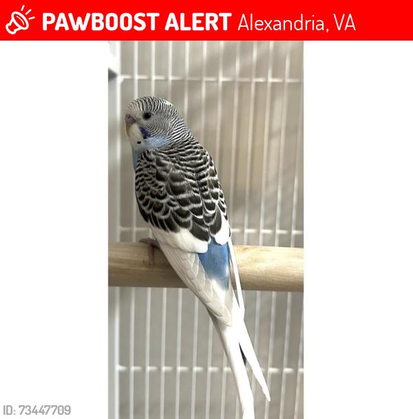 Lost Male Bird last seen Near Stoddard ct, Alexandria, VA 22315