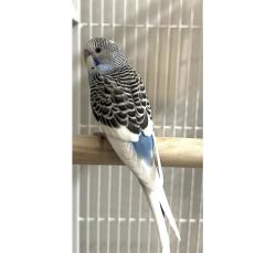 Lost Male Bird last seen Near Stoddard ct, Alexandria, VA 22315
