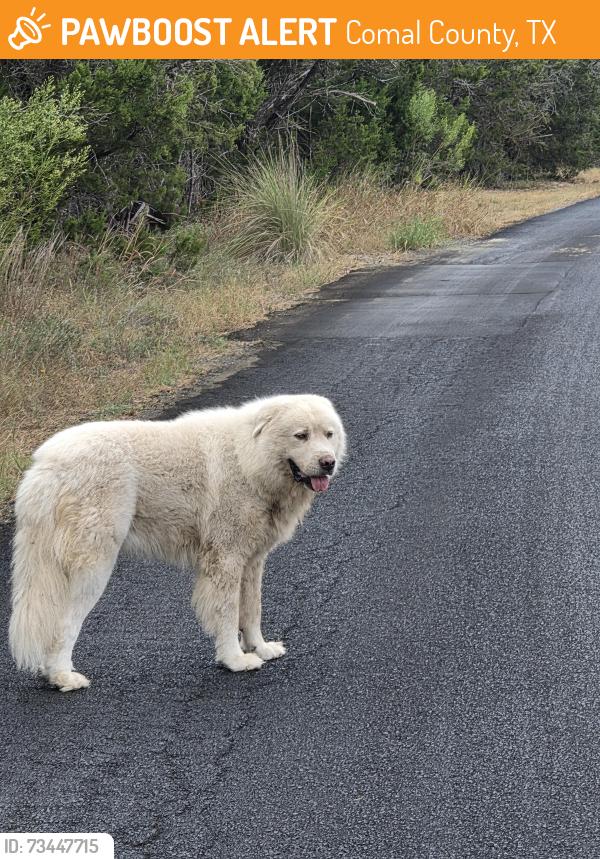 Found/Stray Unknown Dog last seen Bobcat and bulverde, Comal County, TX 78163