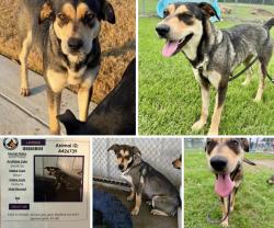 Lost Female Dog last seen FM-1488 Between Magnolia & The Woodlands location, Magnolia, TX 77353