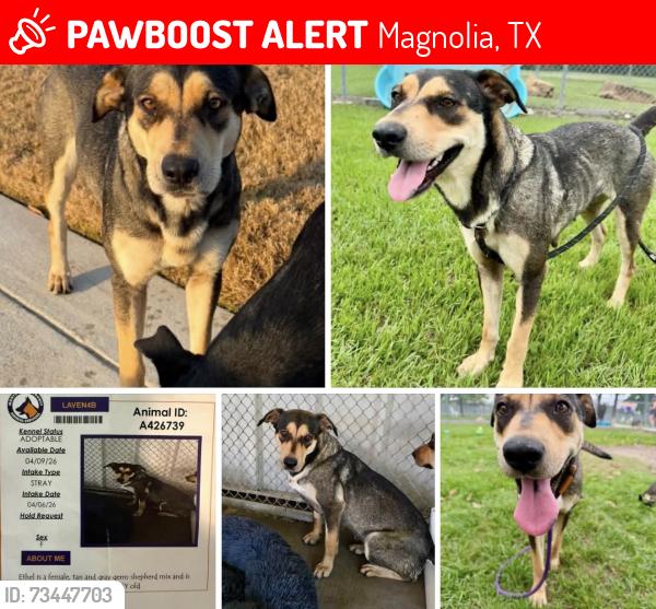 Lost Female Dog last seen FM-1488 Between Magnolia & The Woodlands location, Magnolia, TX 77353