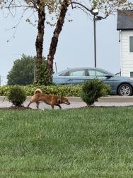 Found/Stray Male Dog last seen In the parking lot of Credit Union of America off Harry and Webb, Wichita, KS 67207