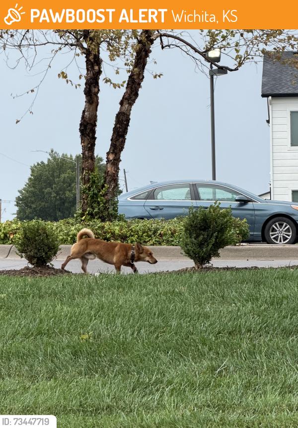 Found/Stray Male Dog last seen In the parking lot of Credit Union of America off Harry and Webb, Wichita, KS 67207