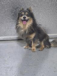 Reunited Male Dog last seen Balboa dr, Maricopa, AZ 85138