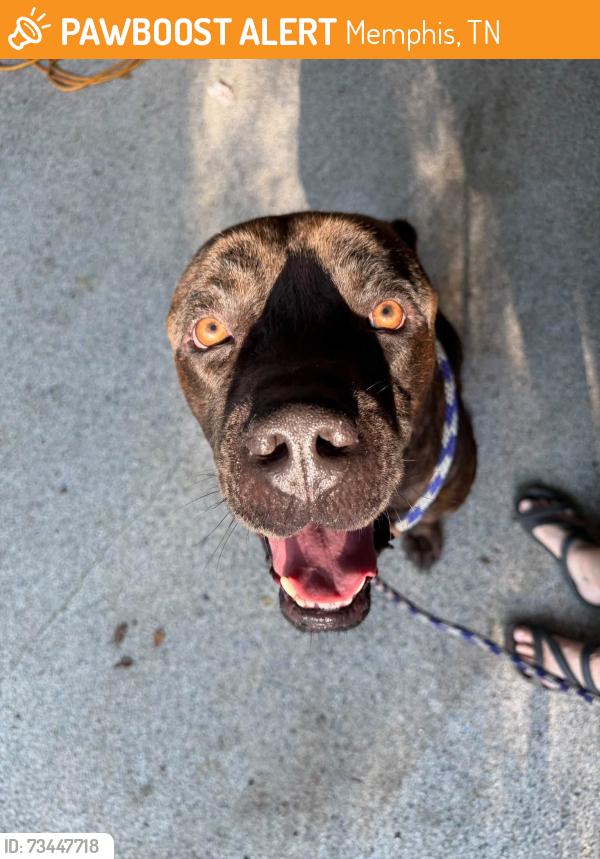 Found/Stray Male Dog last seen Lakewood Hills, Memphis, TN 38128