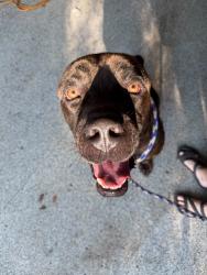 Found/Stray Male Dog last seen Lakewood Hills, Memphis, TN 38128
