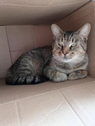 Found/Stray Male Cat last seen Plymouth & Elm St, Bucyrus, OH 44820