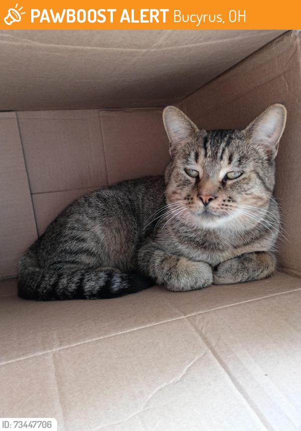 Found/Stray Male Cat last seen Plymouth & Elm St, Bucyrus, OH 44820