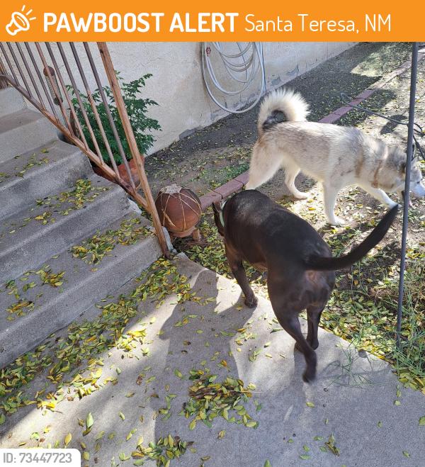 Found/Stray Unknown Dog last seen Silverado and Pinehurst, Santa Teresa, NM 88008