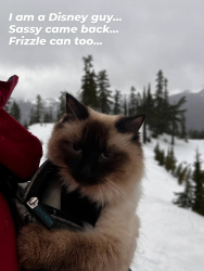 Lost Female Cat last seen On the Salt flts, Utah, 40.79891, -113.81370, Salt Lake City, UT 84114