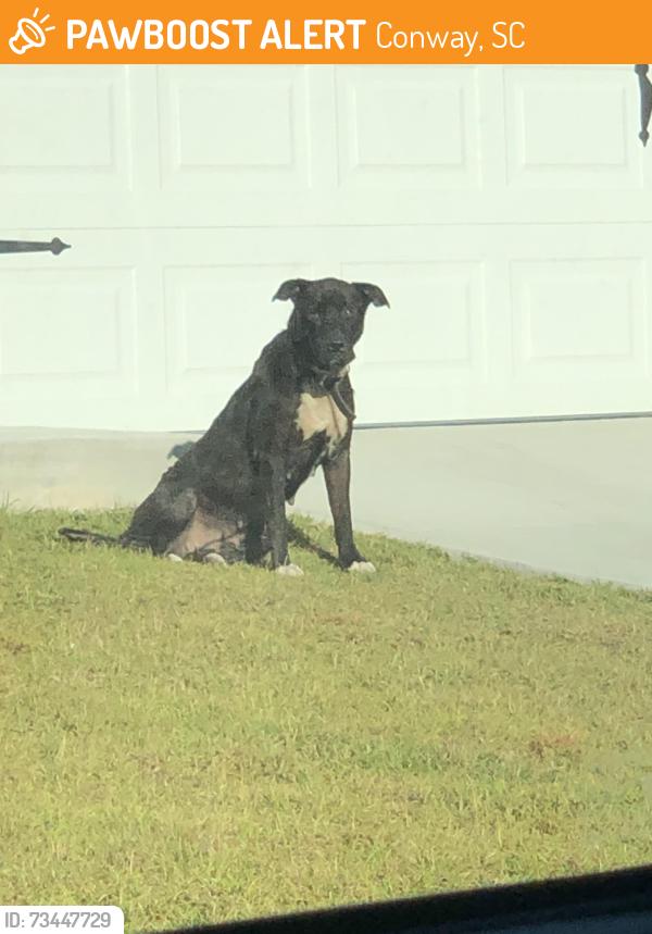 Found/Stray Female Dog last seen Wise Rd in Conway, Conway, SC 29527