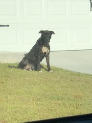 Found/Stray Female Dog last seen Wise Rd in Conway, Conway, SC 29527