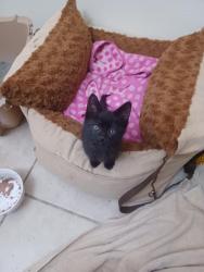 Lost Male Cat last seen Calle Regina and Ebano Corte, Ciudad de México, CDMX 06090