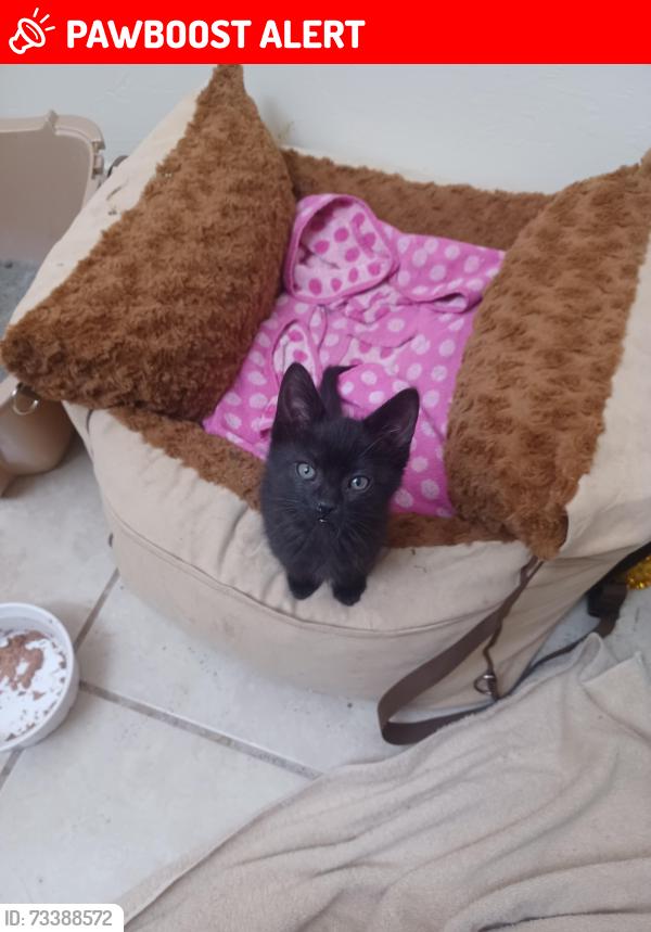 Lost Male Cat last seen Calle Regina and Ebano Corte, Ciudad de México, CDMX 06090
