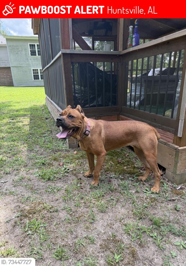 Lost Female Dog last seen Near police station, Huntsville, AL 35805