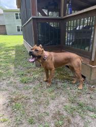 Lost Female Dog last seen Near police station, Huntsville, AL 35805