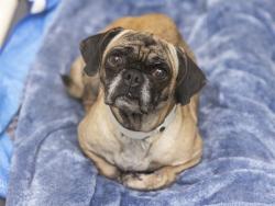 Shelter Stray Female Dog last seen 35TH AVE AND BROADWAY, 5501 E Van Buren St, Phoenix, AZ 85008, USA