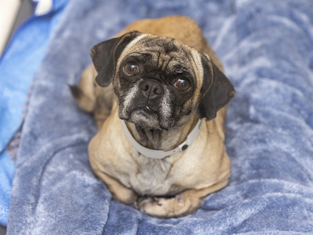 Shelter Stray Female Dog last seen 35TH AVE AND BROADWAY, 5501 E Van Buren St, Phoenix, AZ 85008, USA