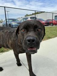 Shelter Stray Male Dog last seen Near, 5001 E Raymond St, Indianapolis, IN 46203, USA