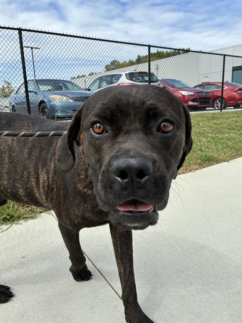 Shelter Stray Male Dog last seen Near, 5001 E Raymond St, Indianapolis, IN 46203, USA