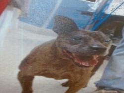 Shelter Stray Male Dog last seen Near BLOCK NW 27TH, 3599 NW 79th Ave, Doral, FL 33122, USA