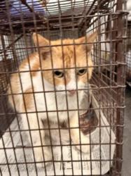 Shelter Stray Female Cat last seen , 1850 W 60th St, Los Angeles, CA 90047, USA