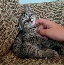 Shelter Stray Male Cat last seen CHARLOTTE, 8315 Byrum Dr, Charlotte, NC 28217, USA
