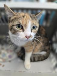 Shelter Stray Female Cat last seen , West Valley Animal Shelter, 20655 Plummer St, Chatsworth, CA 91311, USA