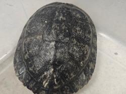 Shelter Stray Female Other last seen , 14409 Vanowen St, Van Nuys, CA 91405, USA