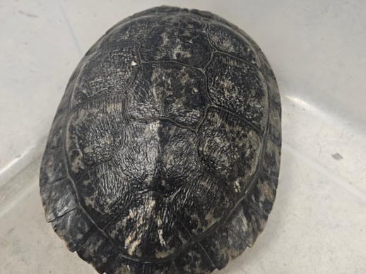 Shelter Stray Female Other last seen , 14409 Vanowen St, Van Nuys, CA 91405, USA