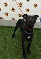 Shelter Stray Male Dog last seen EMBASSY BLVD & PALM AVE, 19640 Dogpatch Ln, Land O' Lakes, FL 34638, USA