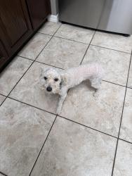 Found/Stray Male Dog last seen Phoenix Raceway, Avondale, AZ 85323