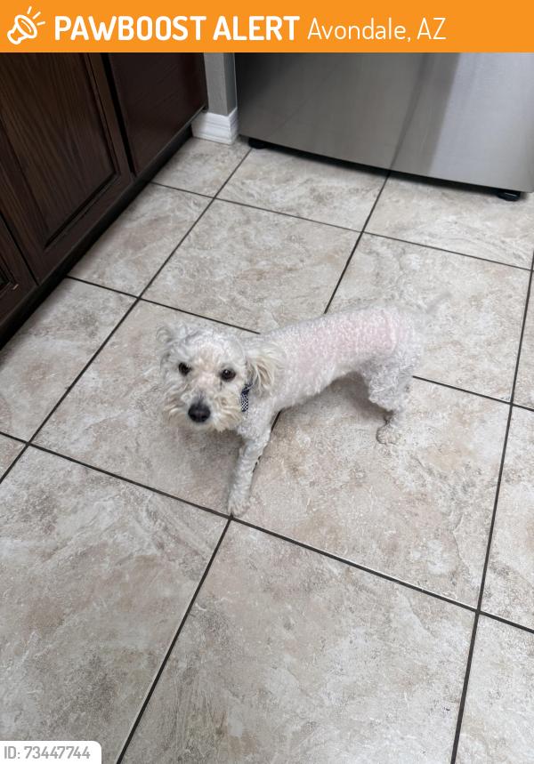 Found/Stray Male Dog last seen Phoenix Raceway, Avondale, AZ 85323