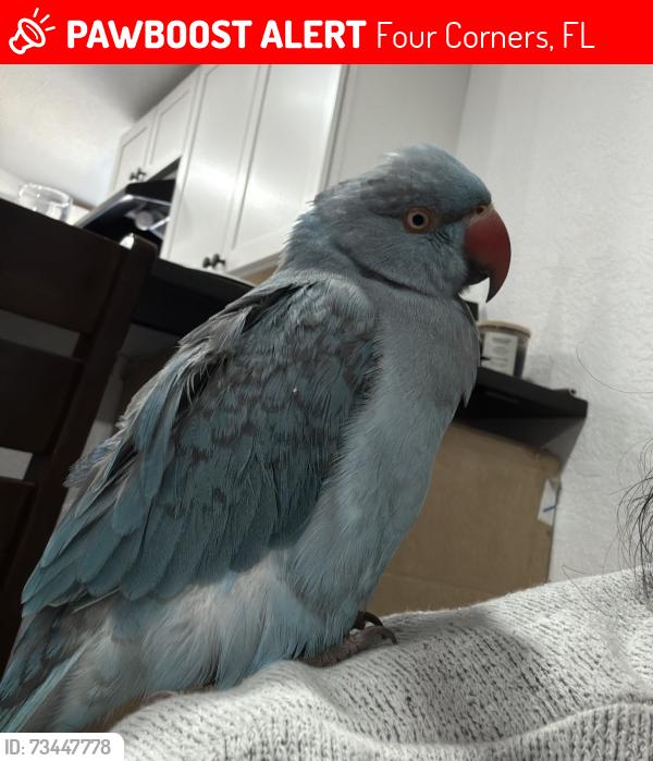 Lost Female Bird last seen Ronald Regan, Four Corners, FL 33896