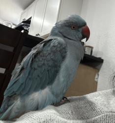 Lost Female Bird last seen Ronald Regan, Four Corners, FL 33896