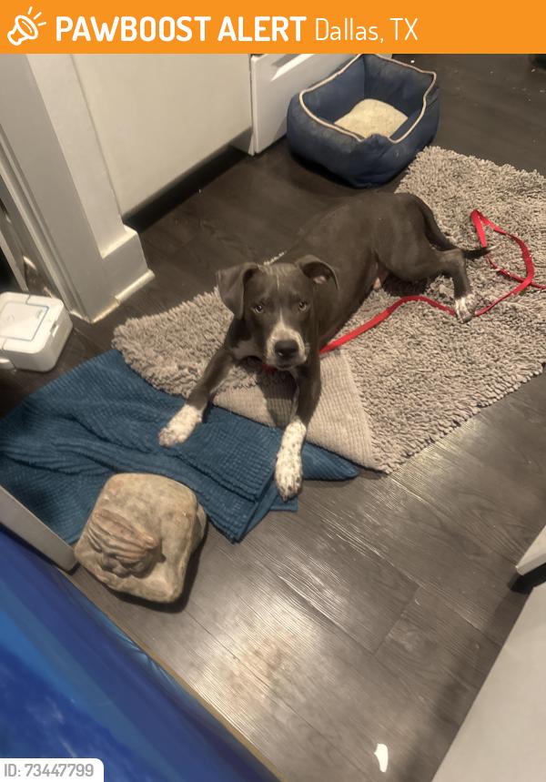 Found/Stray Male Dog last seen Pierce St, Dallas, TX 75216