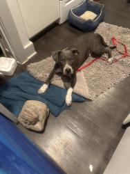 Found/Stray Male Dog last seen Pierce St, Dallas, TX 75216