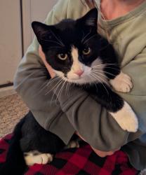 Lost Male Cat last seen Sarto Dr. and 71st St., Indianapolis, IN 46220