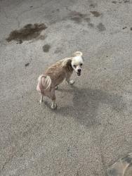 Found/Stray Male Dog last seen All American dodge, Odessa, TX 79761