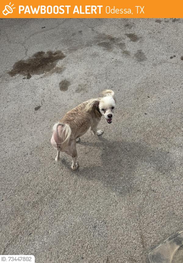 Found/Stray Male Dog last seen All American dodge, Odessa, TX 79761