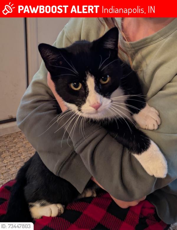 Lost Male Cat last seen Sarto Dr. and 71st St., Indianapolis, IN 46220