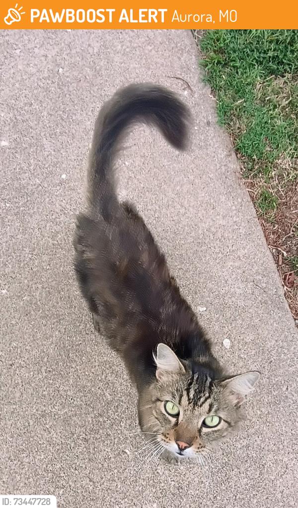 Found/Stray Unknown Cat last seen Hadley Street and South Park Avenue, Aurora, MO 65605