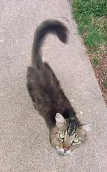 Found/Stray Unknown Cat last seen Hadley Street and South Park Avenue, Aurora, MO 65605